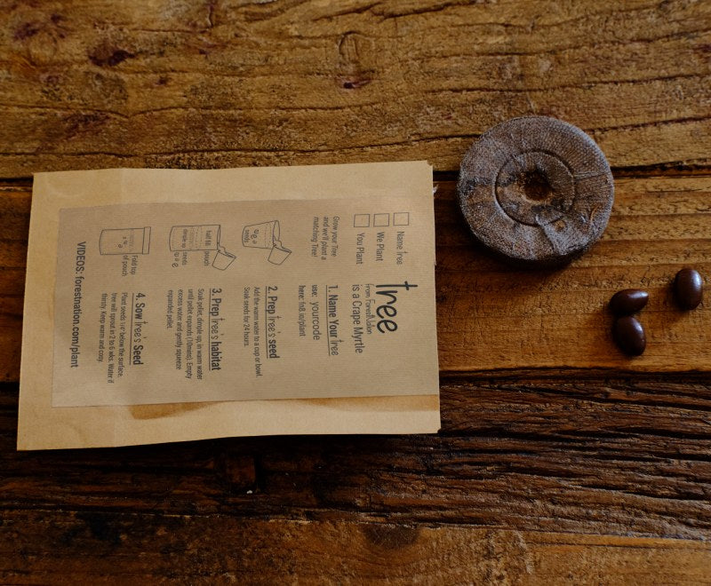 Thanksgiving Tree Growing Kit